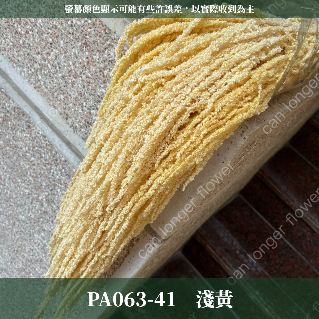 PA063 原裝柔麗絲 永生柔麗絲 永生花 永生花材 紅藜 彩虹米