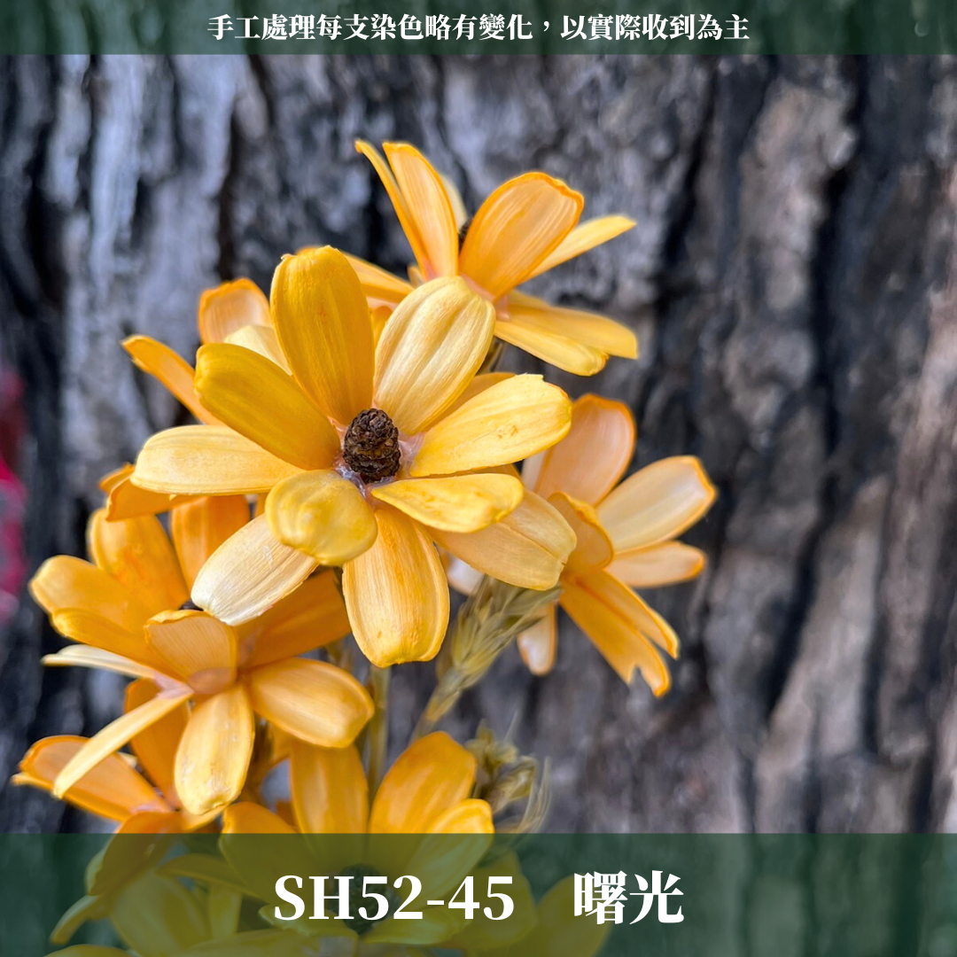 SH52 瓜子花 單朵 小份量  台灣現貨
