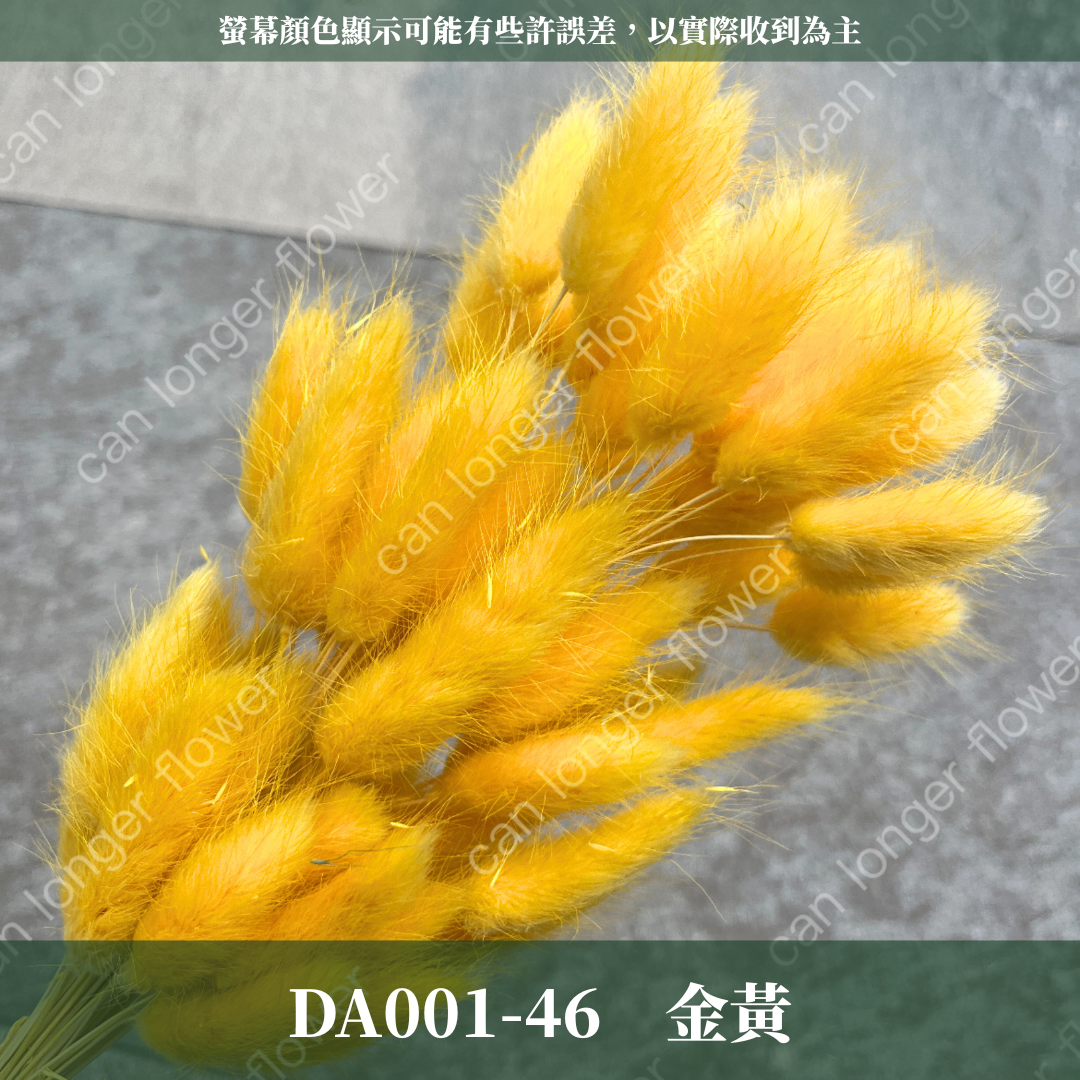 DA001 原裝兔尾草｜彩色兔尾草 乾燥永生花 花束花材 莫蘭迪色 插花DIY 拍照道具 乾燥兔尾草 乾燥花