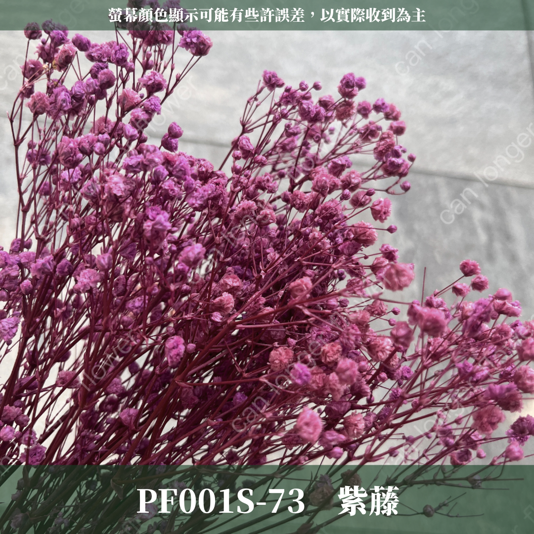 PF001S 滿天星 夢幻星 永生花 小份量