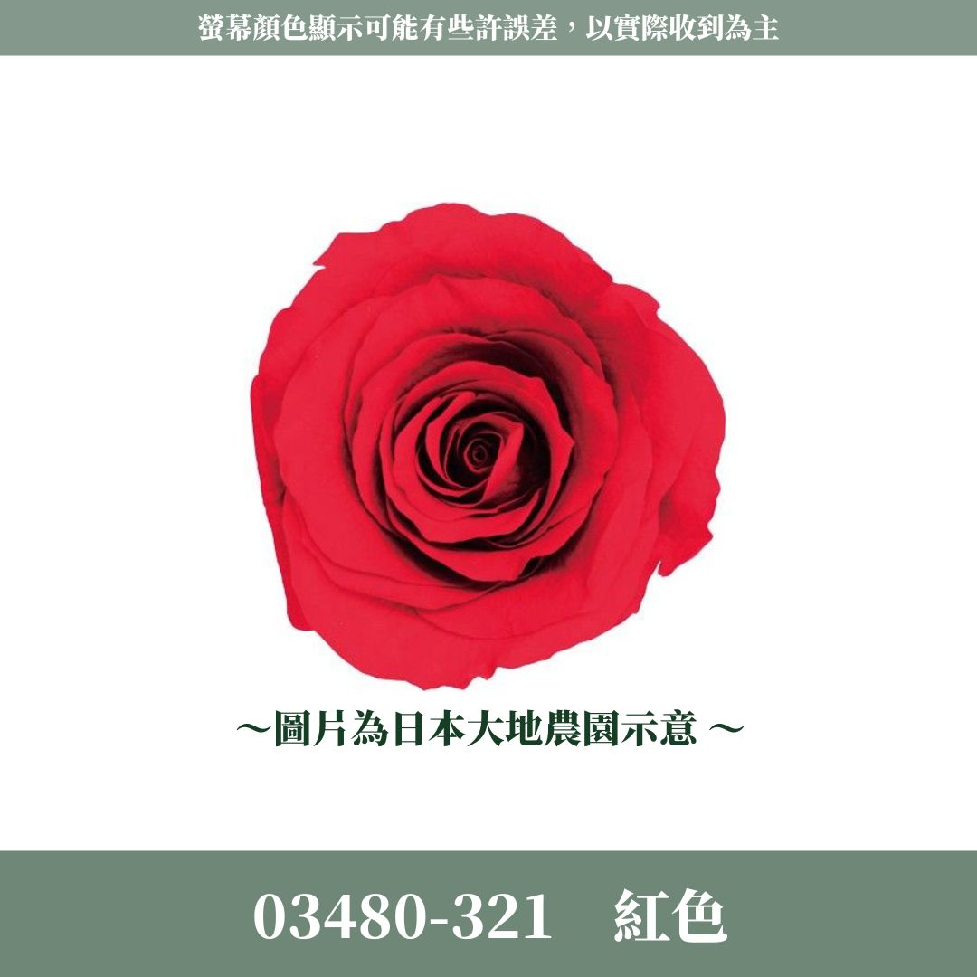 03480 中玫瑰