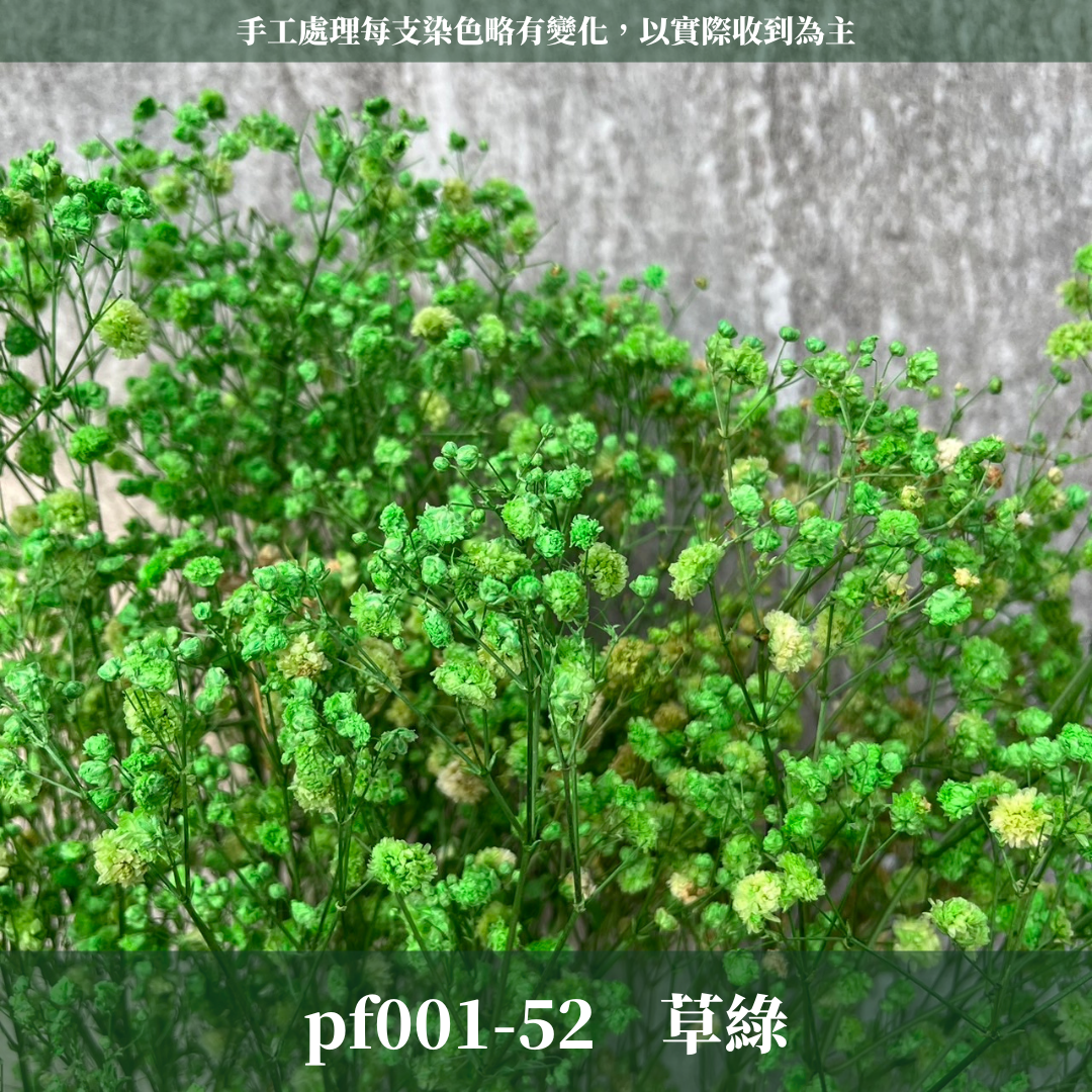 PF001 原裝滿天星｜A級永生滿天星工廠直供 拍攝婚禮佈置 韓式不凋滿天星 抖音款永生花 乾燥花 桌花花束 手作DIY