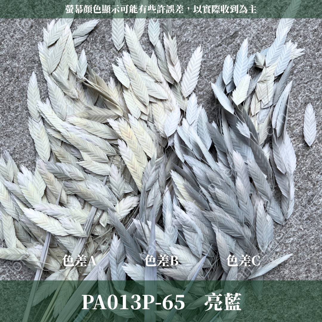 PA013 原裝小判草 小盼草 大凌風草 永生