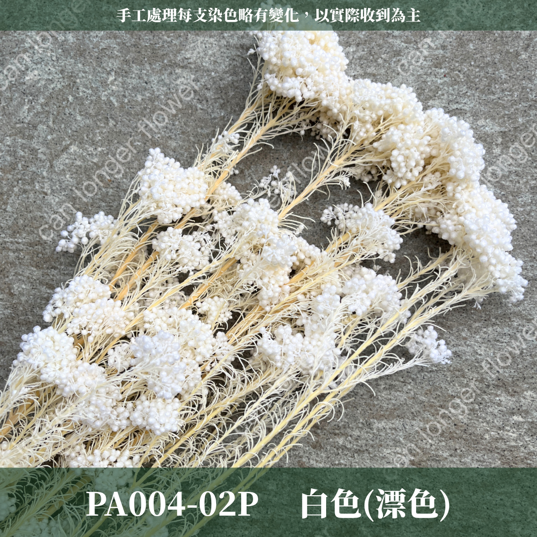 PA004 原裝米香｜永生水稻花 不凋小米花 花束配材 乾燥花 桌花 花盅 插花 花藝師 CP質教學材料 永生花居家佈置