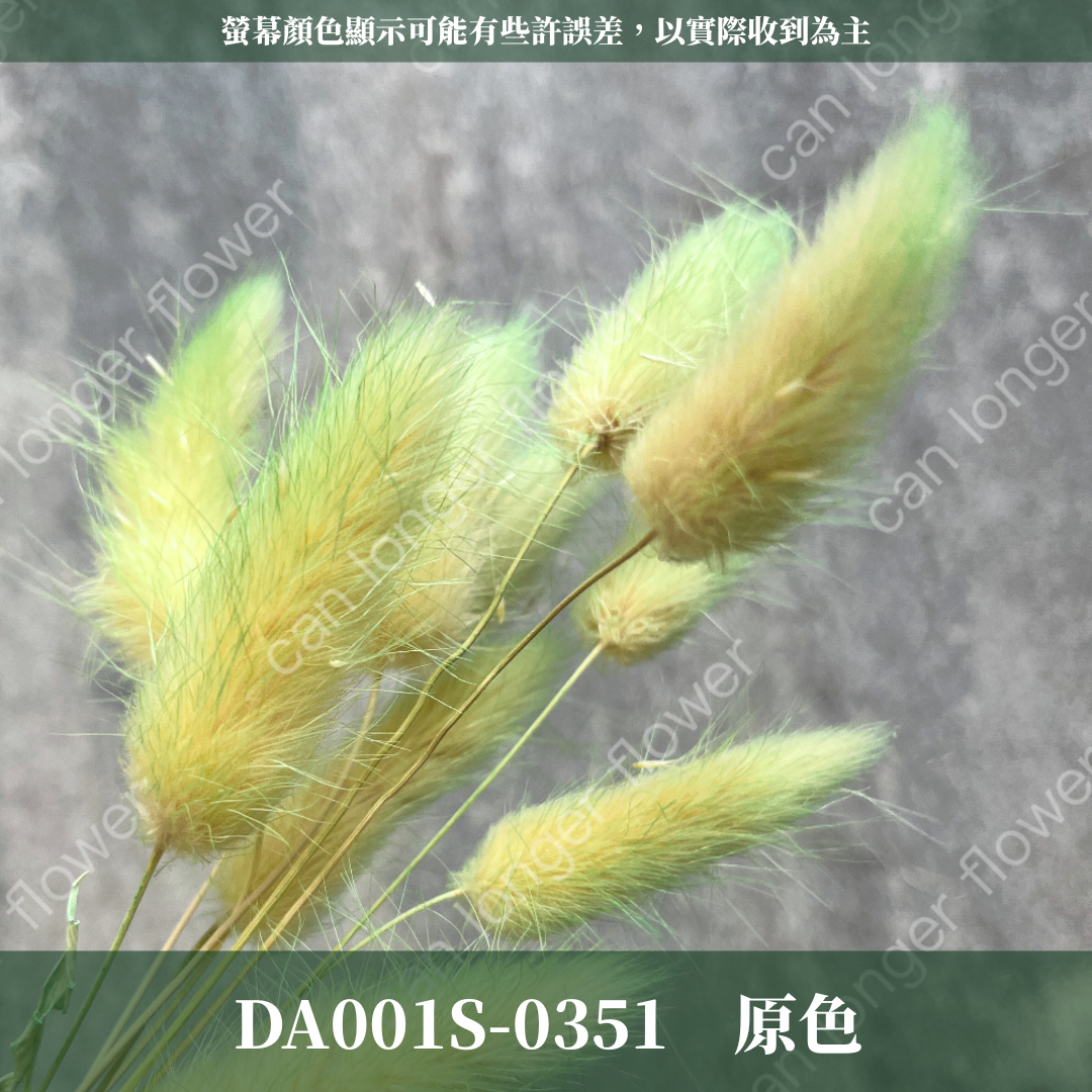 DA001S 兔尾草 10支 小份量 台灣現貨