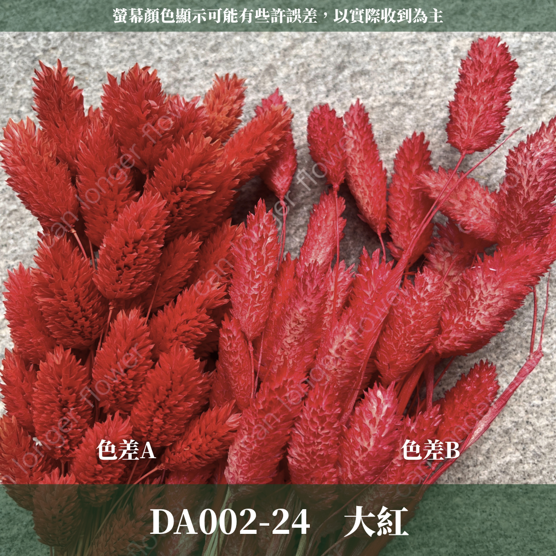 DA002 加那利 台灣現貨