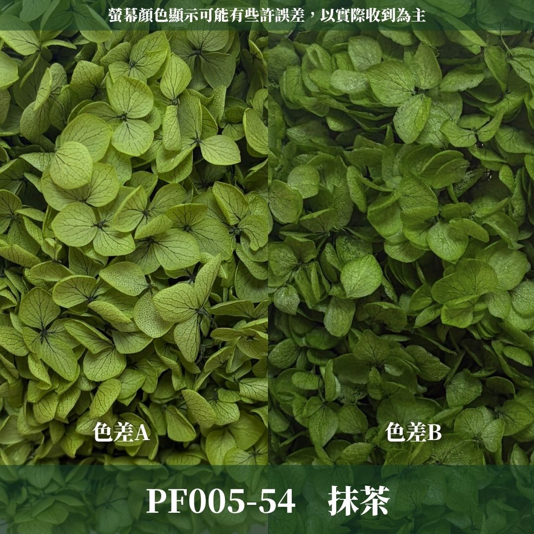 PF005 安娜繡球單支｜ A級 大份量 帶梗紫陽花 永生花 不凋花 乾燥花 DIY花材 拍攝道具 漸變花藝繡球 浮游花