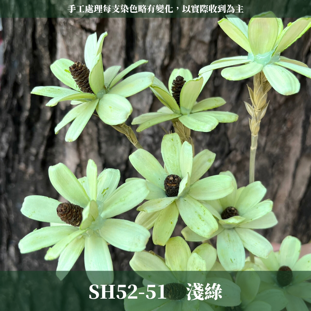 SH52 原裝小雛菊瓜子花｜此區已售完，請私訊或主頁"小雛菊瓜子花"