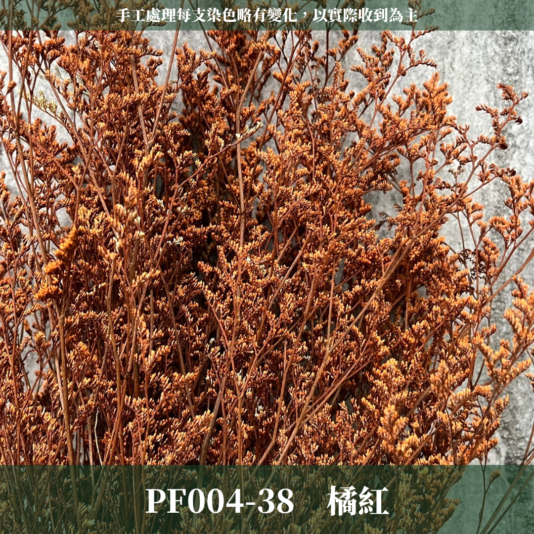 PF004S 卡斯比亞/情人草 10克 永生花 吸色/漂色 小份量