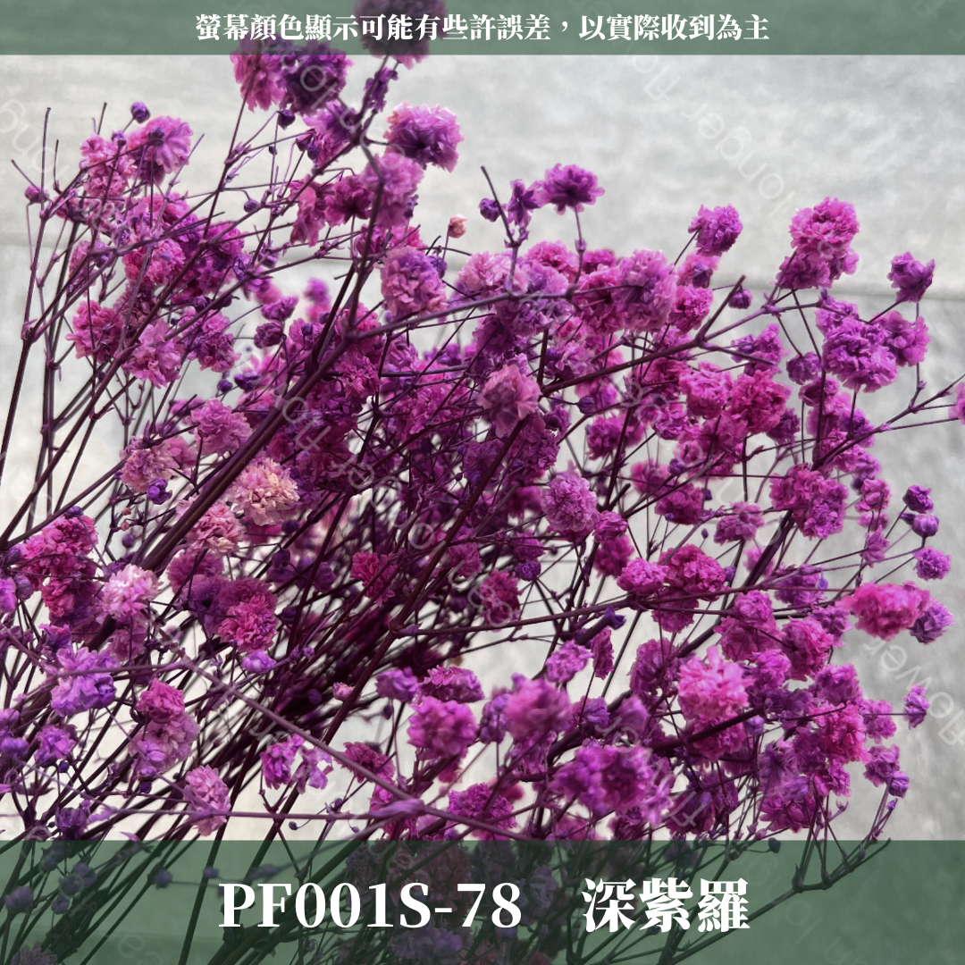 PF001S 滿天星 夢幻星 永生花 小份量