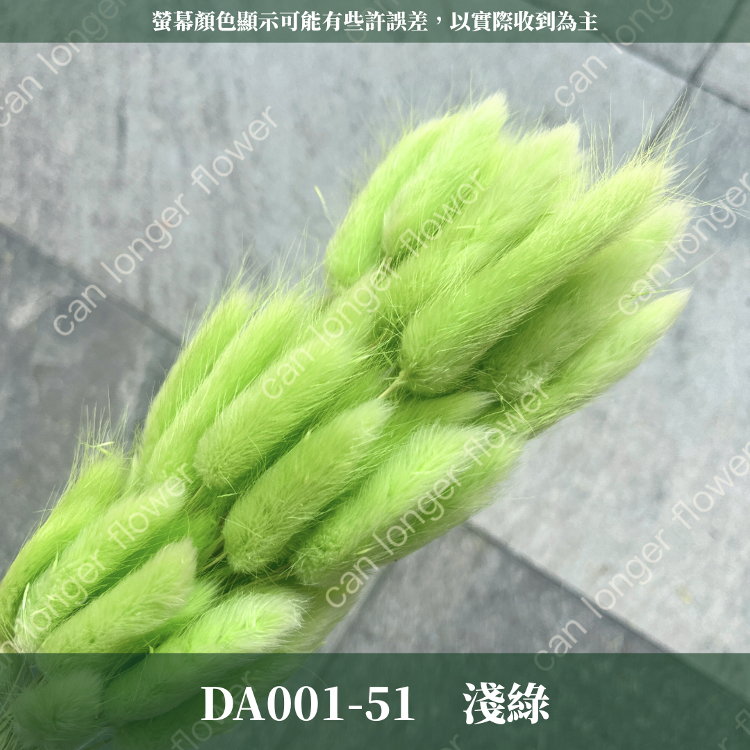 DA001 原裝兔尾草｜彩色兔尾草 乾燥永生花 花束花材 莫蘭迪色 插花DIY 拍照道具 乾燥兔尾草 乾燥花