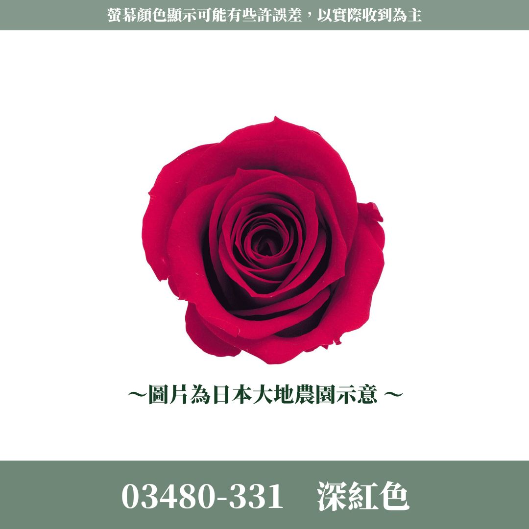 03480 中玫瑰