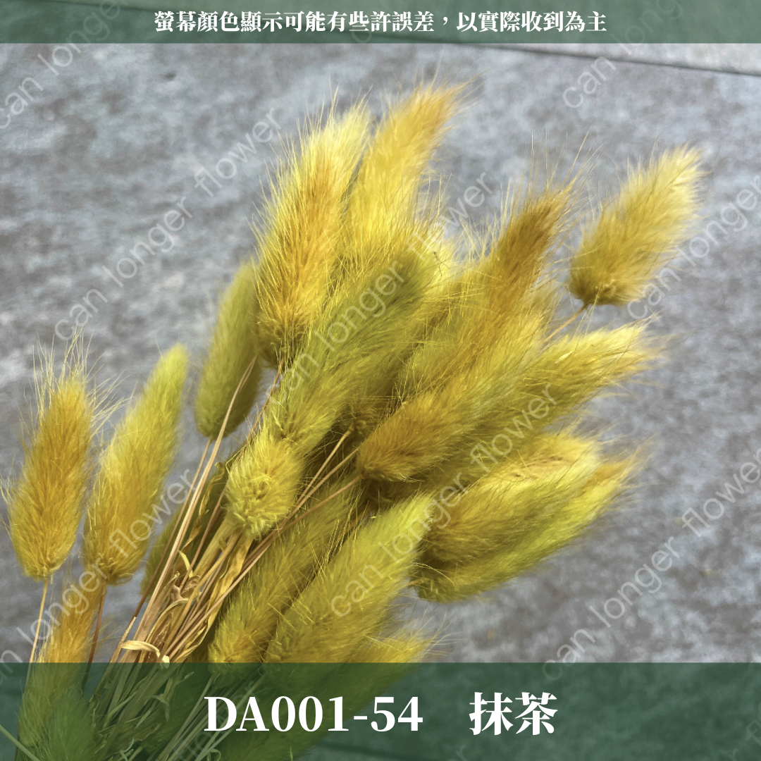 DA001 原裝兔尾草｜彩色兔尾草 乾燥永生花 花束花材 莫蘭迪色 插花DIY 拍照道具 乾燥兔尾草 乾燥花