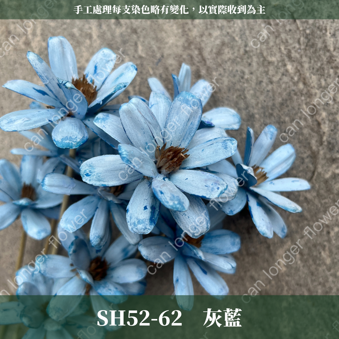 SH52 原裝小雛菊瓜子花｜此區已售完，請私訊或主頁"小雛菊瓜子花"