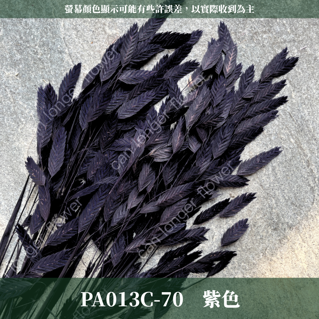 PA013 原裝小判草 小盼草 大凌風草 永生