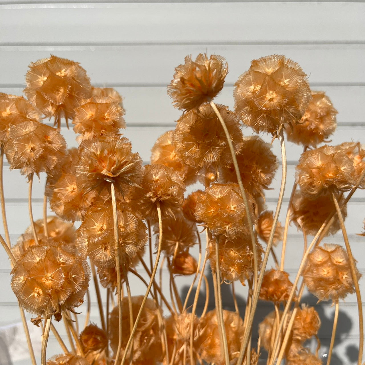 【台灣現貨】PA045-S 松蟲果 松蟲草 風車果 星芒松蟲 草星花 輪峰菊 永生 小份 DIY插花盆花