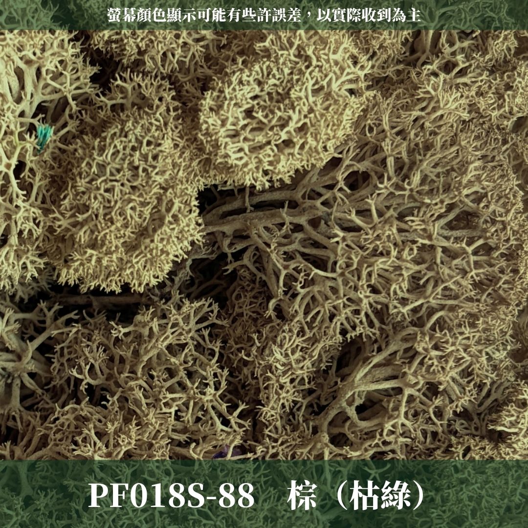 PF018S 永生馴鹿苔經濟包｜特級永生水草 微景觀水苔 苔蘚造景 乾燥花 不凋花 永生花藝材料 撲底用草 假草皮