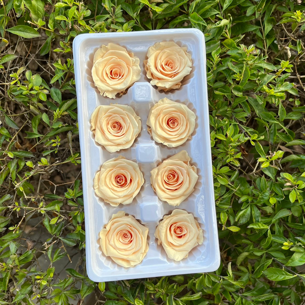 ✿ 台灣現貨 ✿ R08 永生玫瑰 4-5cm 原裝 8朵裝 永生花