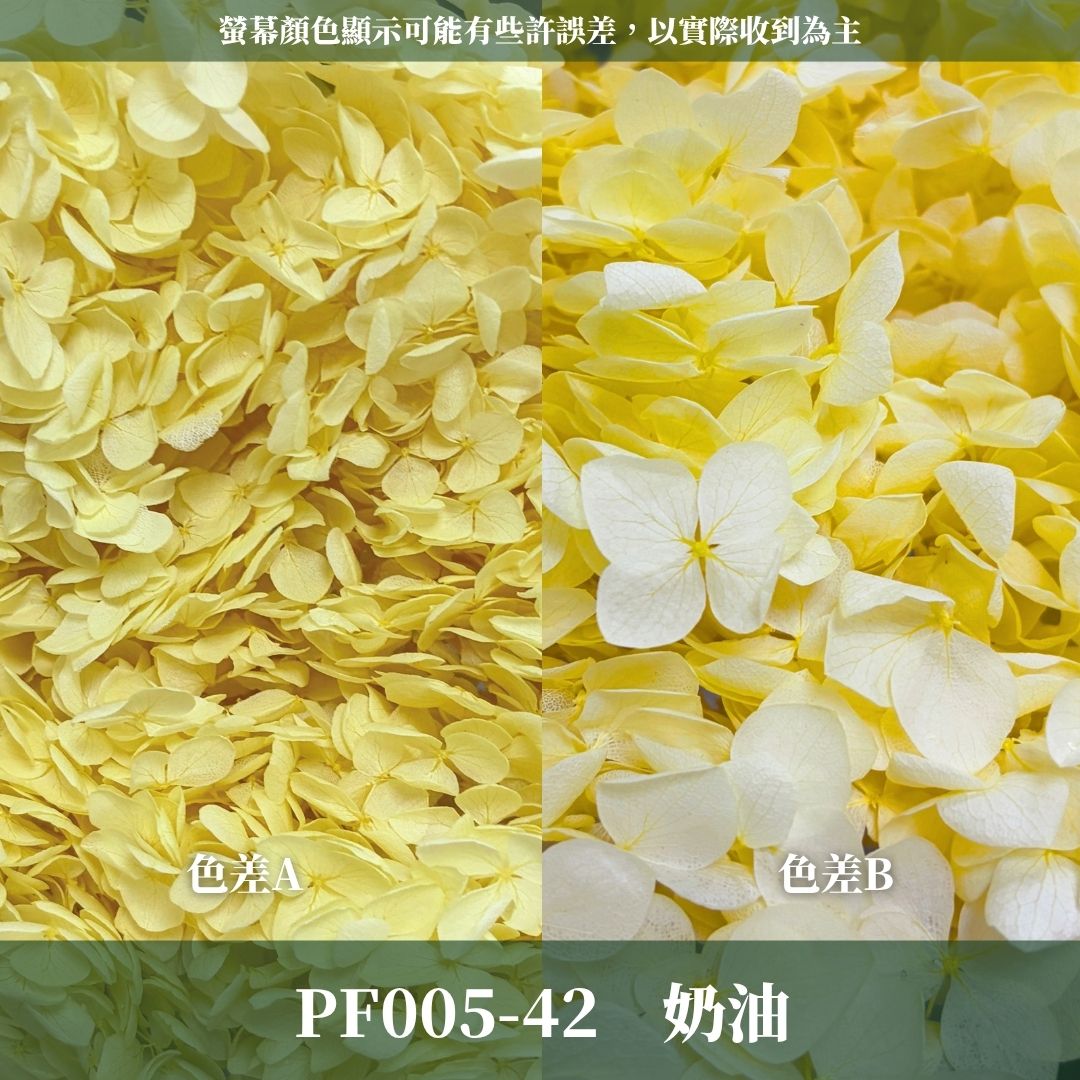 PF005 安娜繡球單支｜ A級 大份量 帶梗紫陽花 永生花 不凋花 乾燥花 DIY花材 拍攝道具 漸變花藝繡球 浮游花