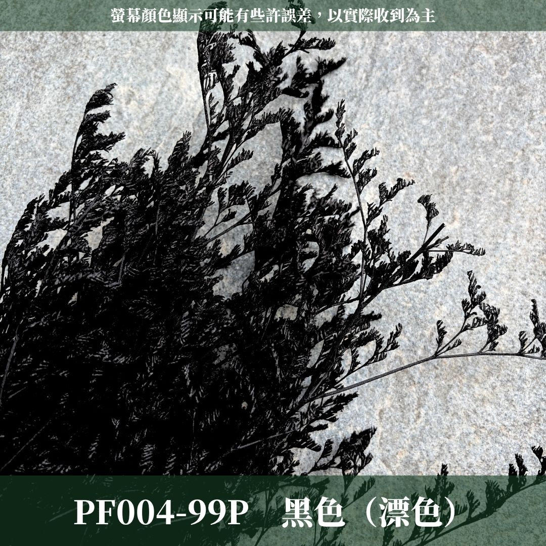 PF004 原裝卡斯比亞｜買五送一！花藝師必買 情人花 永生卡斯比雅 永生花手作DIY 不凋花材 韓式乾燥花材配花 婚禮