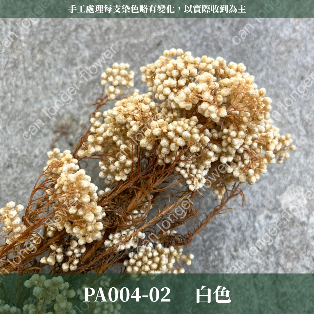 PA004 原裝米香｜永生水稻花 不凋小米花 花束配材 乾燥花 桌花 花盅 插花 花藝師 CP質教學材料 永生花居家佈置