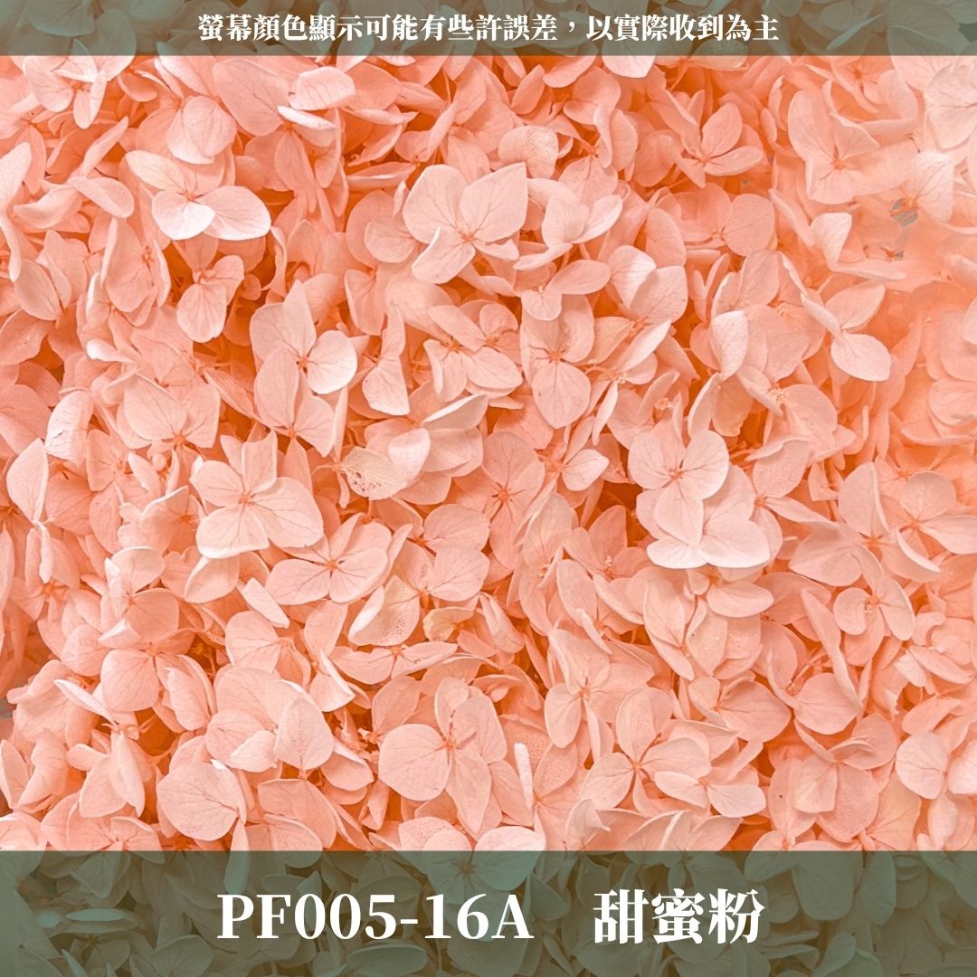 PF005 安娜繡球單支｜ A級 大份量 帶梗紫陽花 永生花 不凋花 乾燥花 DIY花材 拍攝道具 漸變花藝繡球 浮游花