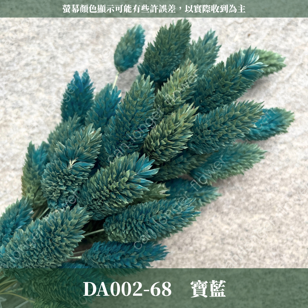 DA002 加那利 台灣現貨