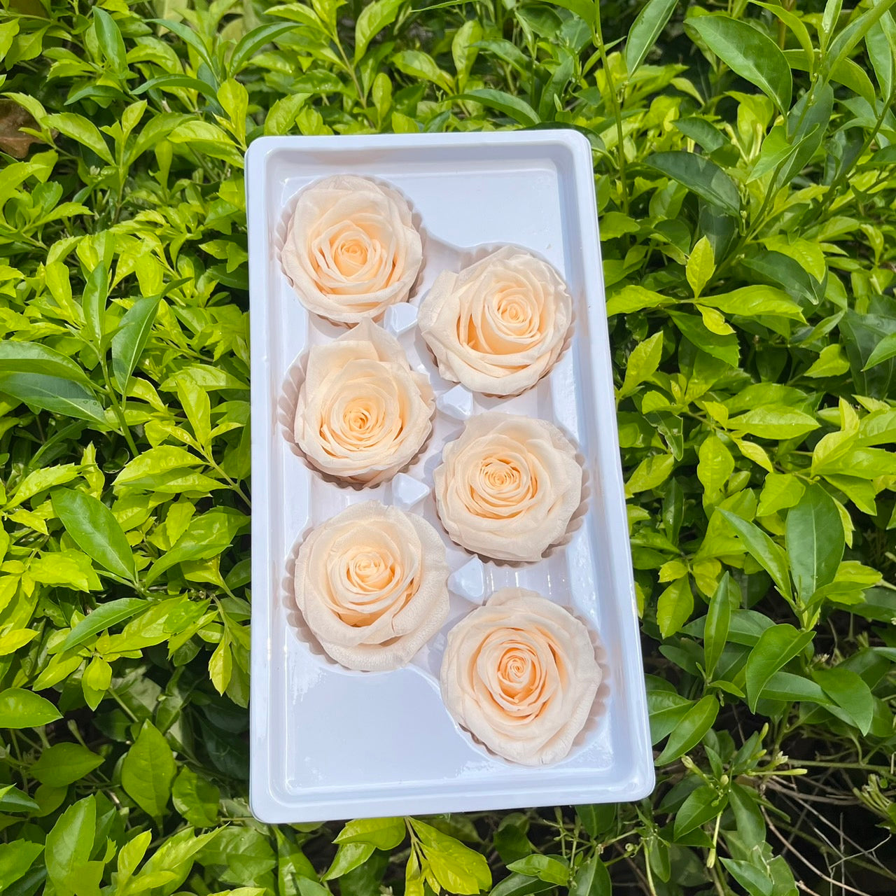 *** R06 永生玫瑰 5~6cm玫瑰 Ａ級 6朵裝 不凋花 小香風玫瑰 色彩款式齊全 莫蘭迪