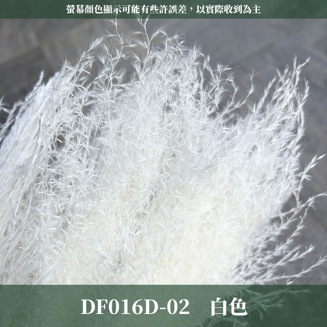 DF016D 原裝拂塵蘆葦｜ 花穗長度約35cm｜拂塵 金絲草 乾燥 原裝/小份量 乾燥花素材 居家裝飾花材 花藝設計