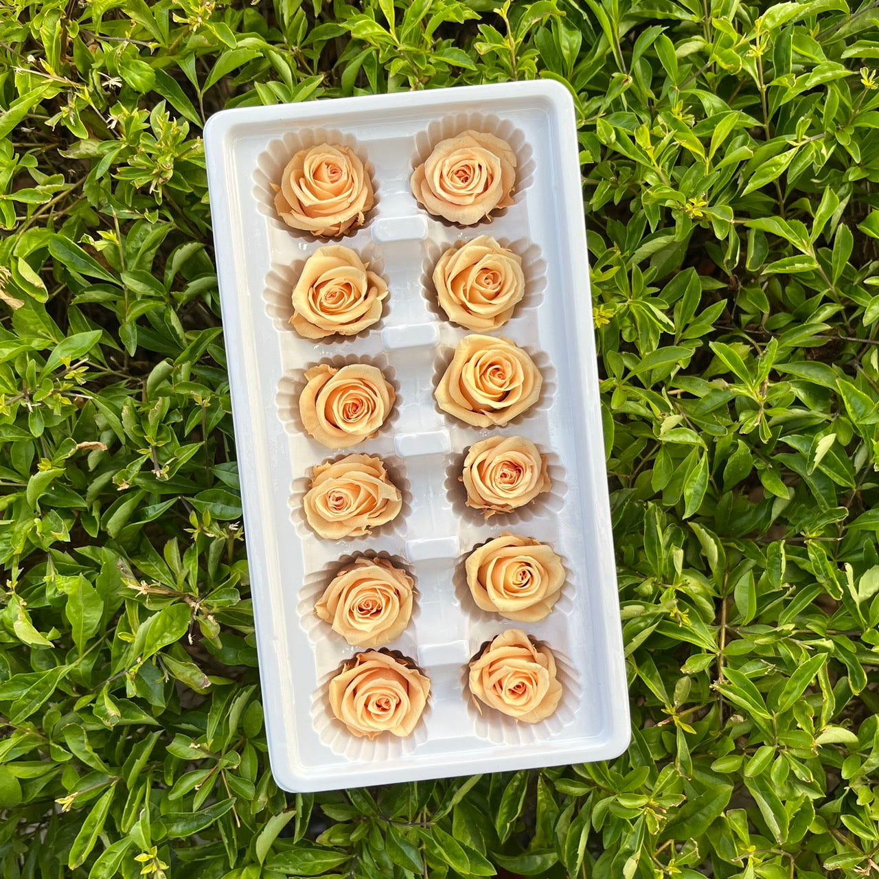 ✿ 台灣現貨 ✿R12 永生玫瑰 3~4cm玫瑰 Ａ級 12朵裝 永生花 不凋花