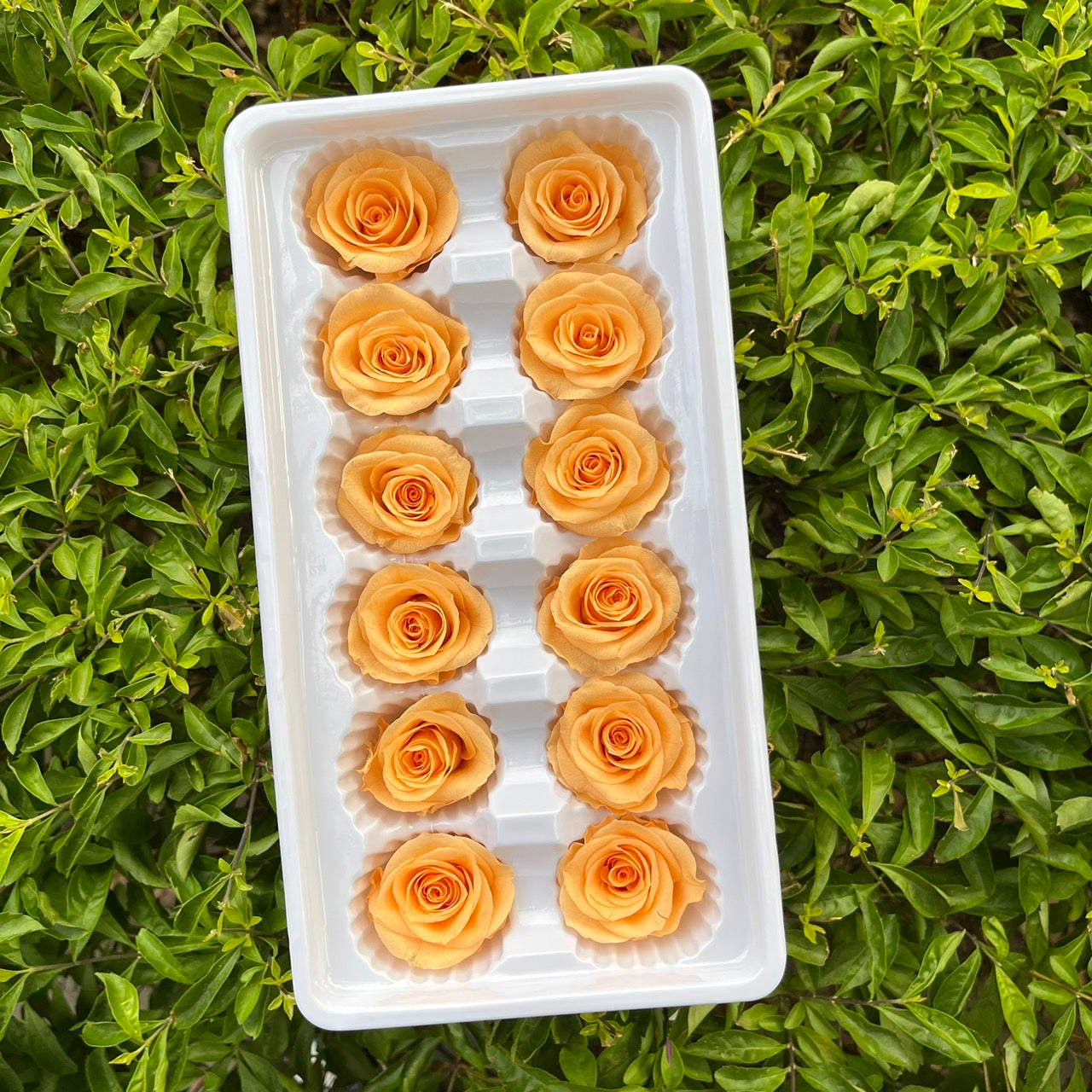 ✿ 台灣現貨 ✿R12 永生玫瑰 3~4cm玫瑰 Ａ級 12朵裝 永生花 不凋花