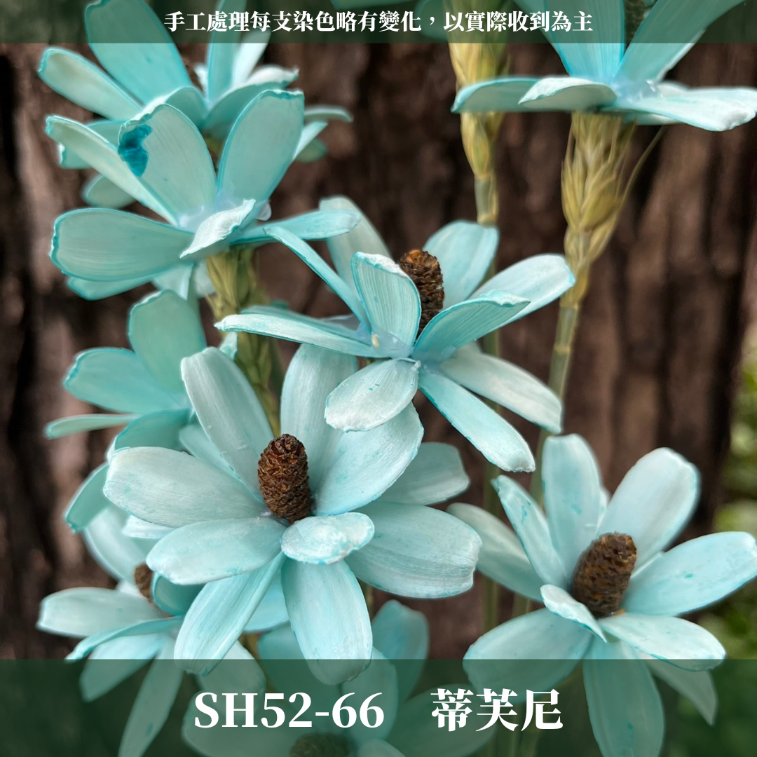 SH52 原裝小雛菊瓜子花｜此區已售完，請私訊或主頁"小雛菊瓜子花"