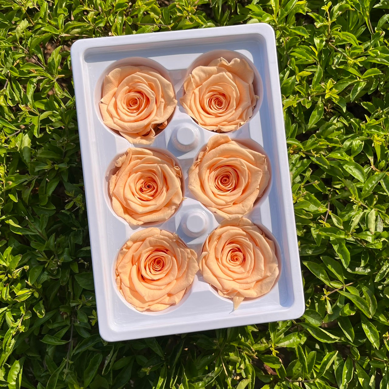 *** R06 永生玫瑰 5~6cm玫瑰 Ａ級 6朵裝 不凋花 小香風玫瑰 色彩款式齊全 莫蘭迪