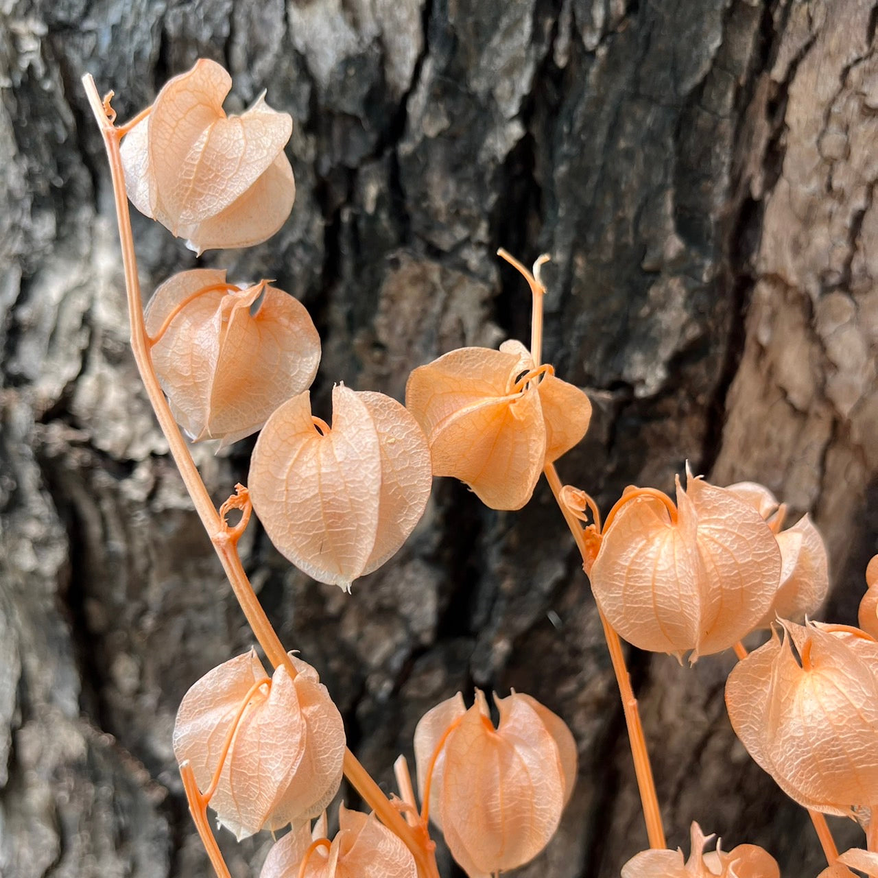 ✿ 台灣現貨 ✿ PA035s 風鈴果 小份量