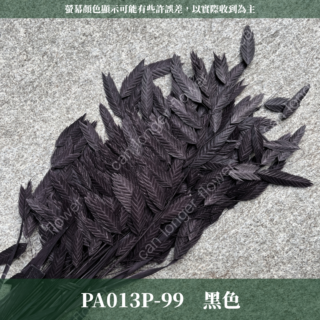 PA013 原裝小判草 小盼草 大凌風草 永生