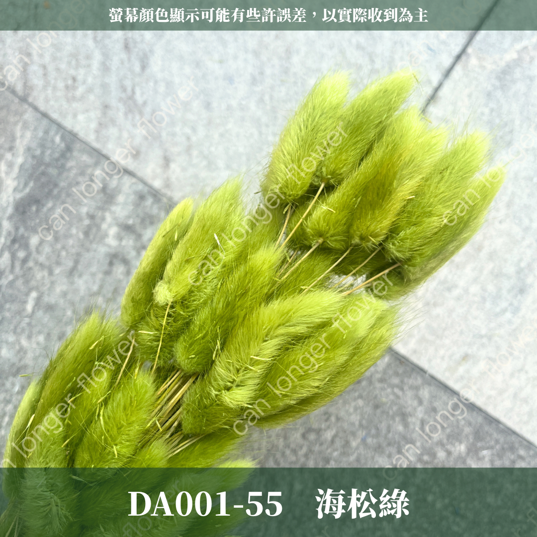 DA001 原裝兔尾草｜彩色兔尾草 乾燥永生花 花束花材 莫蘭迪色 插花DIY 拍照道具 乾燥兔尾草 乾燥花