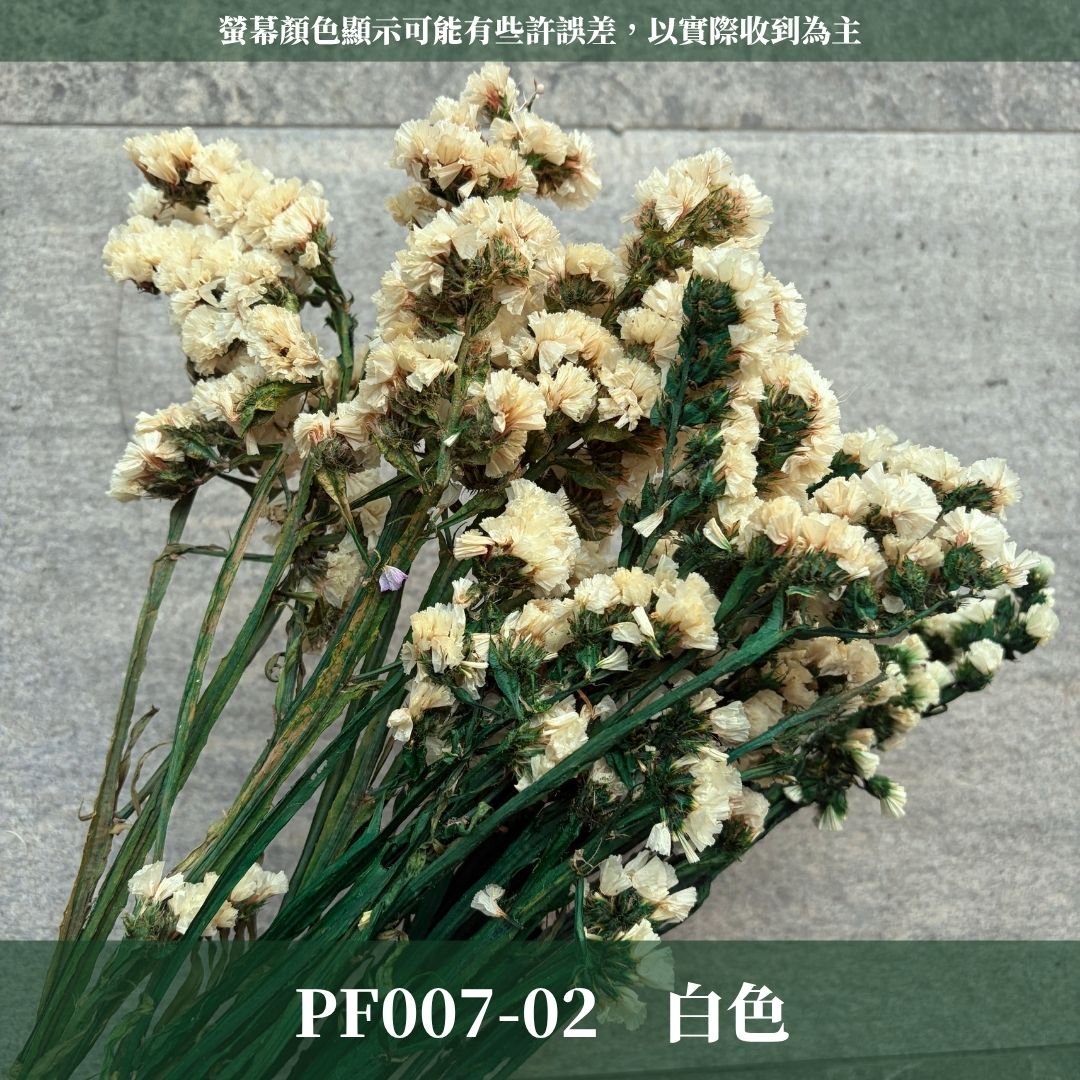 PF007 原裝星辰花｜買四送一｜永生勿忘我 不凋花 永生花材 花藝材料 婚禮花束 DIY捧花 拍照道具 花藝師必買
