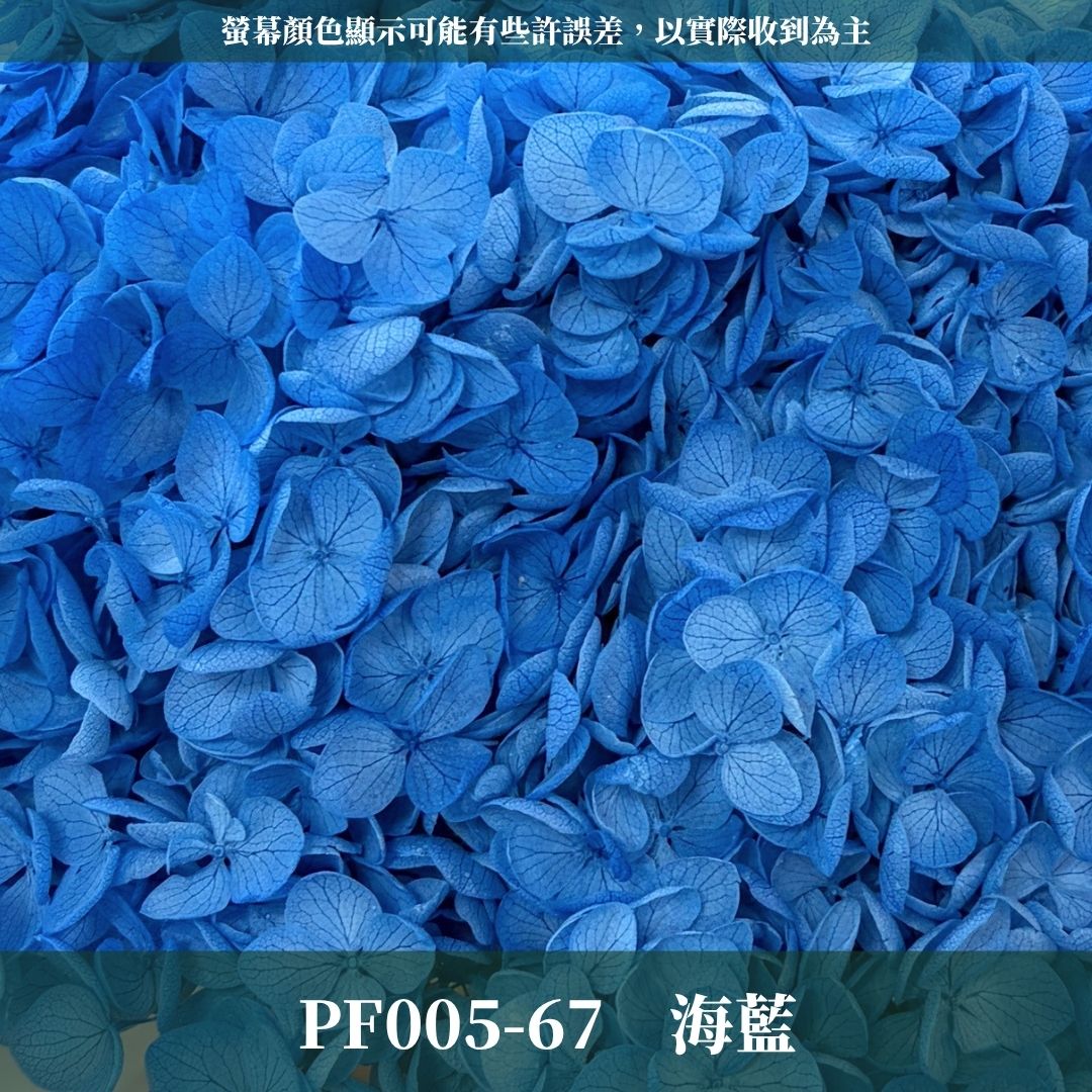 PF005 安娜繡球單支｜ A級 大份量 帶梗紫陽花 永生花 不凋花 乾燥花 DIY花材 拍攝道具 漸變花藝繡球 浮游花