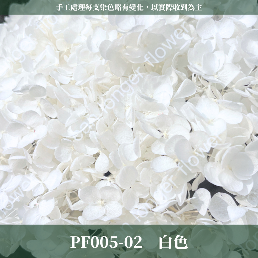 PF005-S 安娜繡球經濟盒裝｜ A級 漸層繡球 紫陽花 永生花 不凋花 乾燥花 DIY花材 拍攝道具 蜉蝣花花材