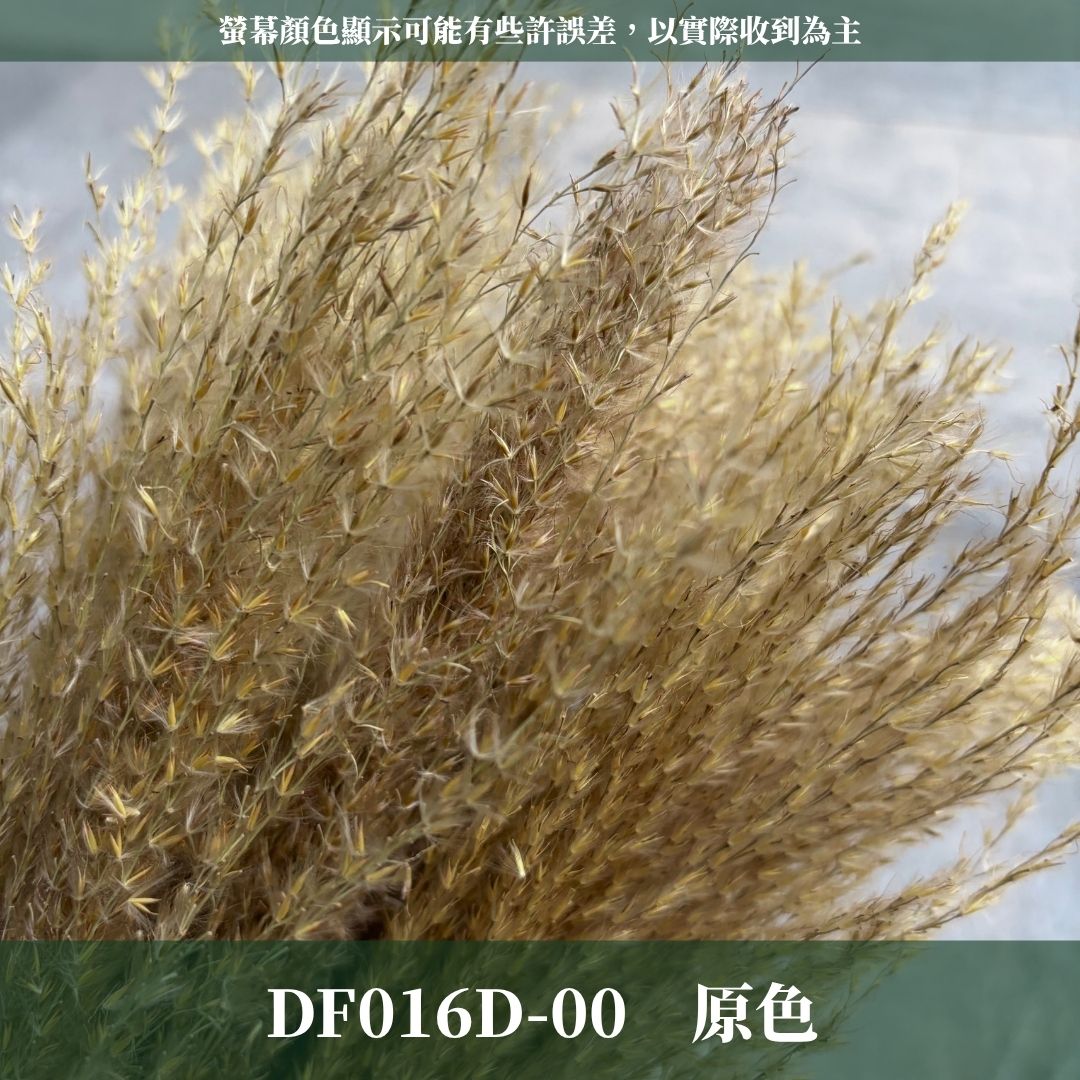 DF016D 原裝拂塵蘆葦｜ 花穗長度約35cm｜拂塵 金絲草 乾燥 原裝/小份量 乾燥花素材 居家裝飾花材 花藝設計