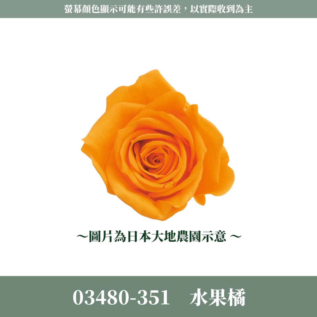 03480 中玫瑰