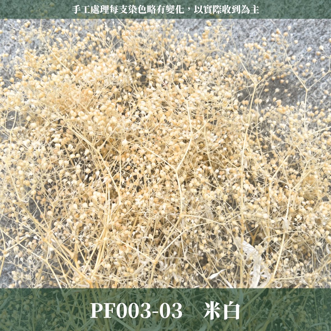 Pf003 迷你滿天星 小滿天星