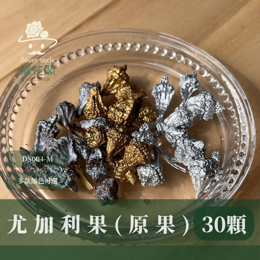 DS004-M尤加利果(原果)30顆 果實