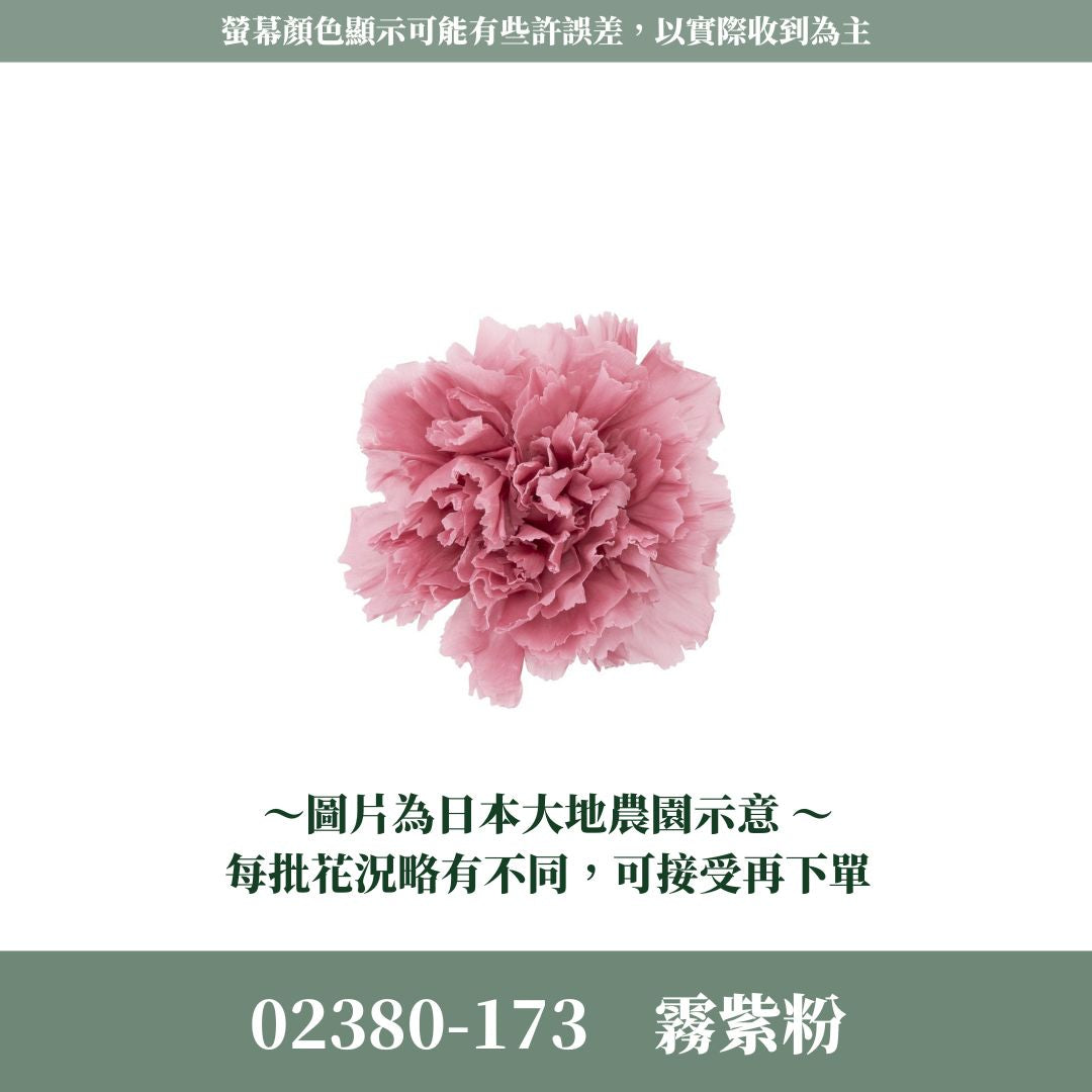 02380s 日本大地農園康乃馨｜買8朵只要1044元｜日本進口 母親節永生康乃馨 永生花 不凋花 母親節花束手作材料