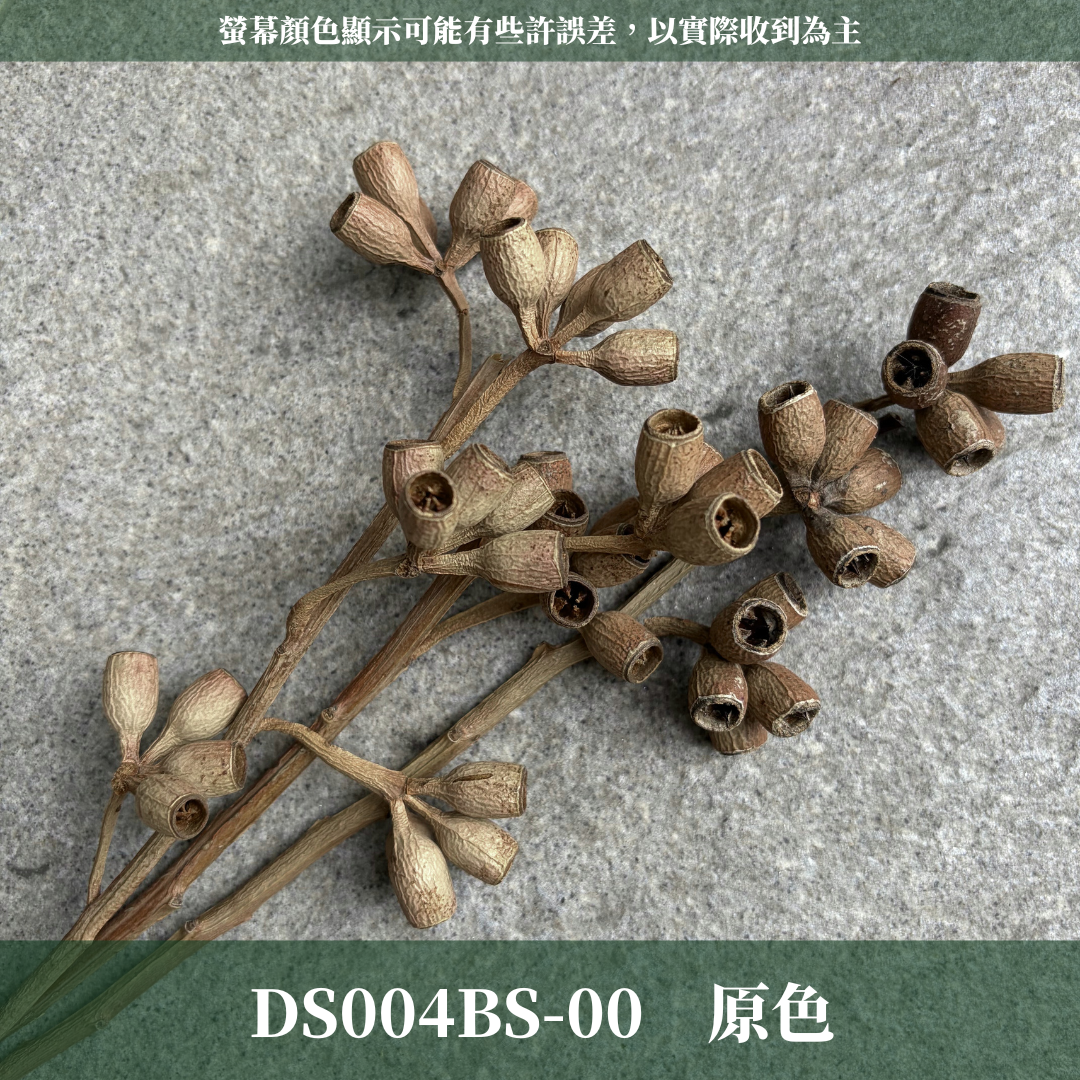 DS004BS 尤加利殭屍果經濟包｜尤加利桉樹果 琥珀果 乾燥果實 手工花材 聖誕節花圈 聖誕花藝 原色金色銀色果實