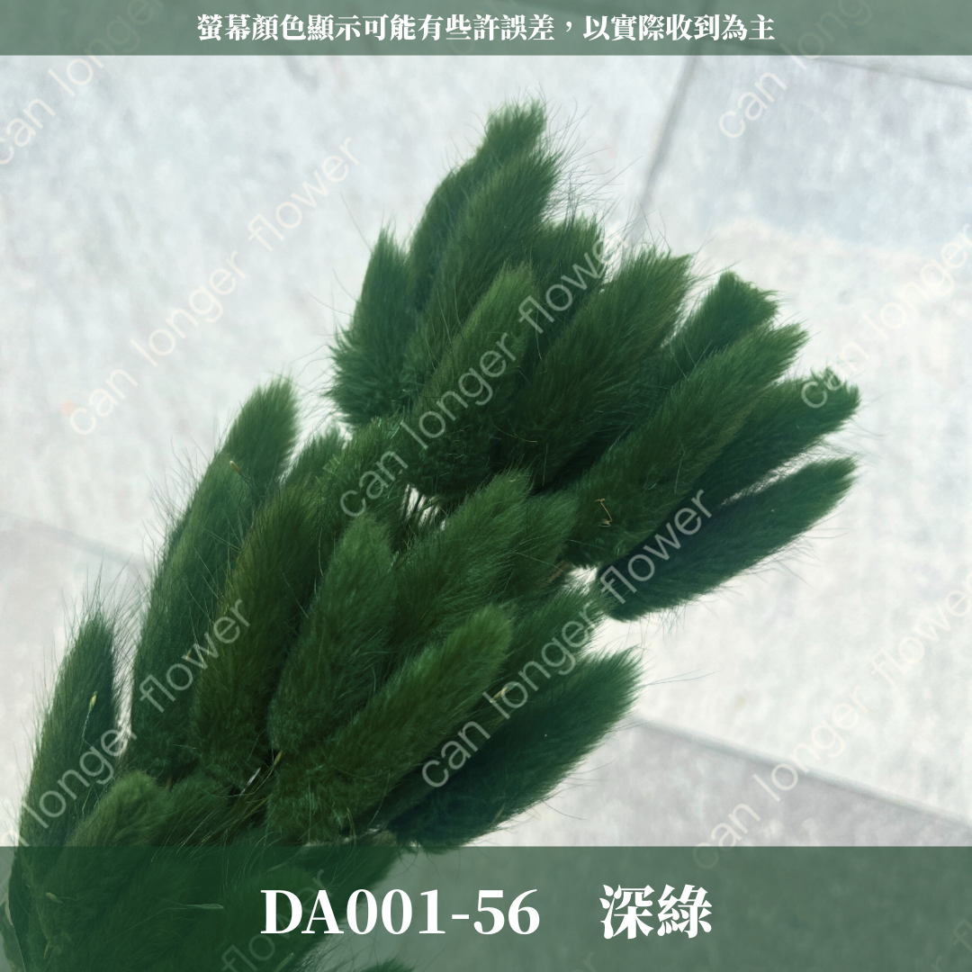 DA001 原裝兔尾草｜彩色兔尾草 乾燥永生花 花束花材 莫蘭迪色 插花DIY 拍照道具 乾燥兔尾草 乾燥花