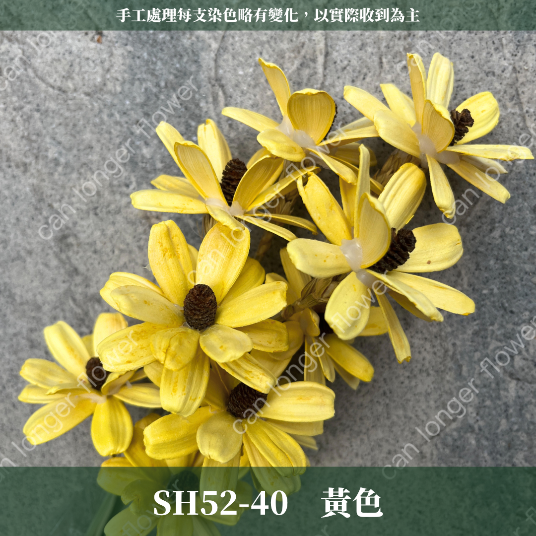 SH52 瓜子花 單朵 小份量  台灣現貨