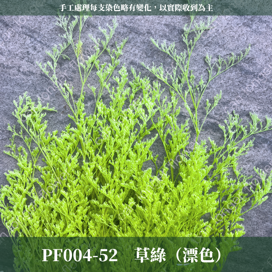 PF004 原裝卡斯比亞｜情人草