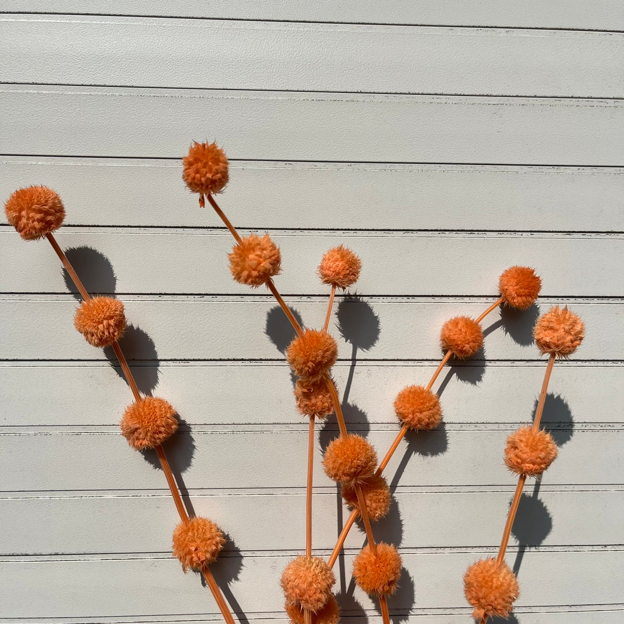 ✿ 台灣現貨 ✿ PA053 棒棒糖