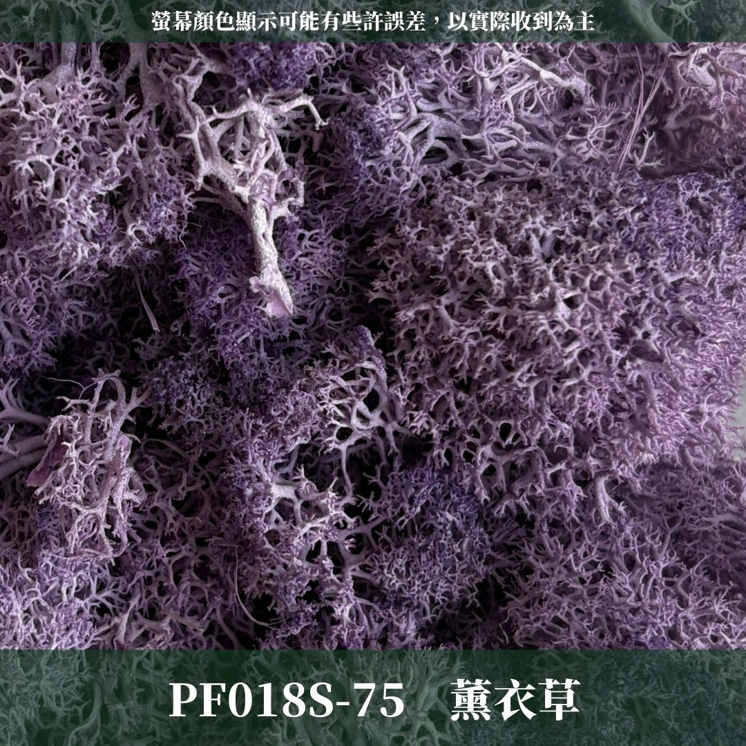PF018S 永生馴鹿苔經濟包｜特級永生水草 微景觀水苔 苔蘚造景 乾燥花 不凋花 永生花藝材料 撲底用草 假草皮
